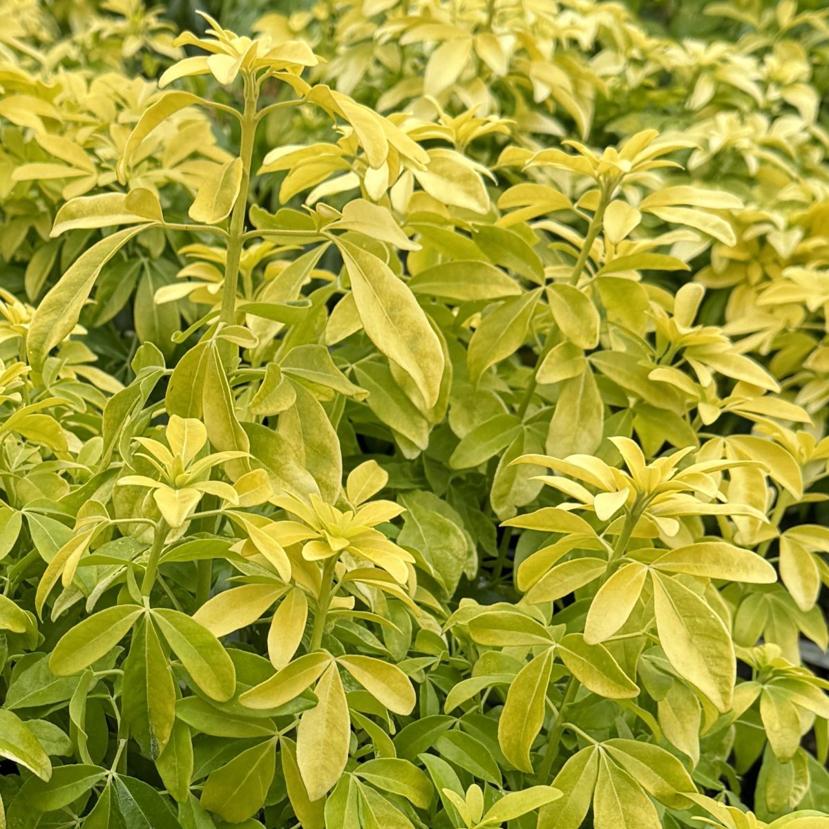 Choisya ternata 'Sundance'