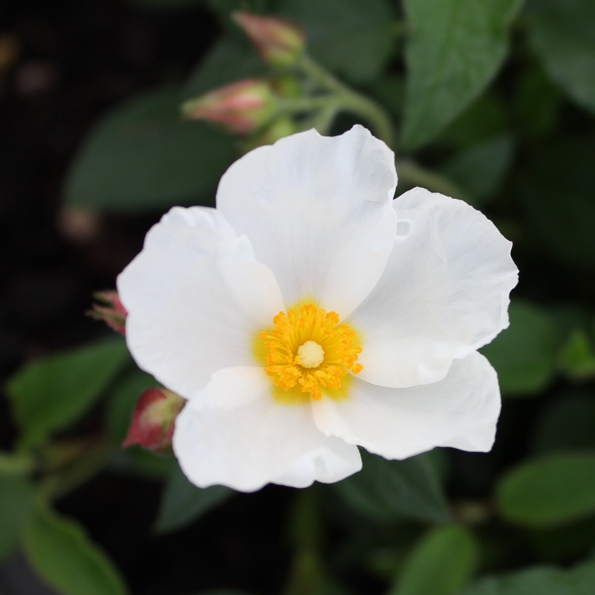 Cistus x 'Hybridus' (white)