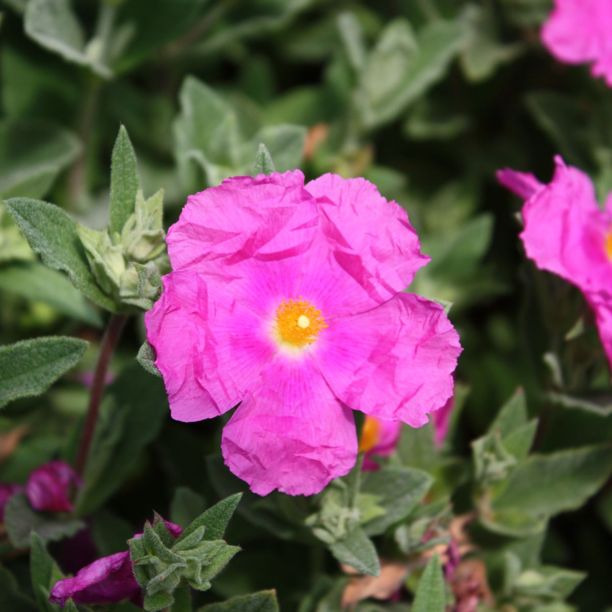Cistus 'Sunset' (Brilliancy) (pink)