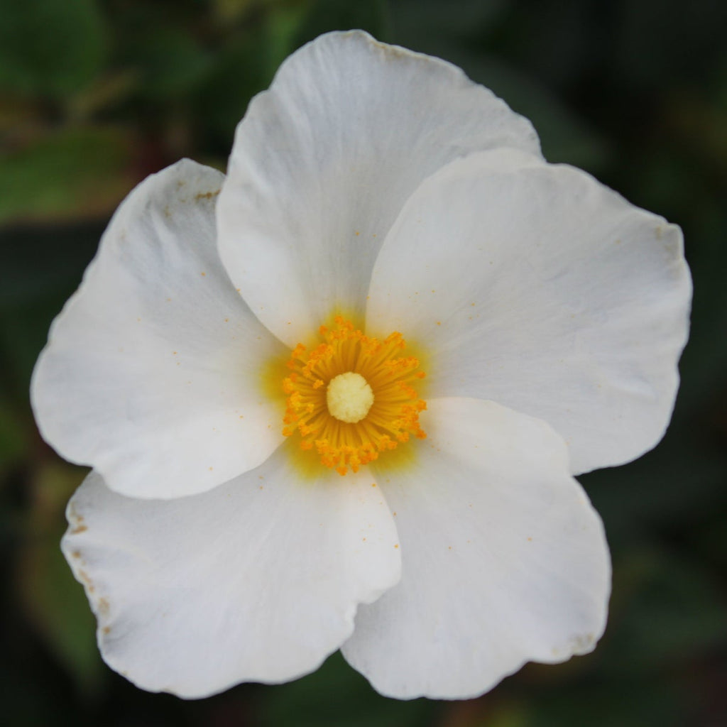 Cistus corbariensis (white)