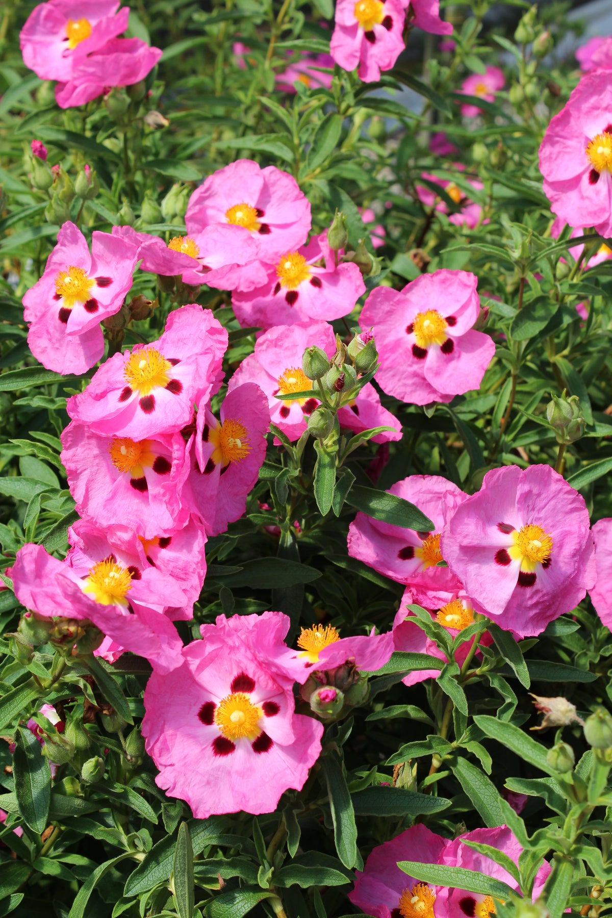 Cistus purpureus (pink)