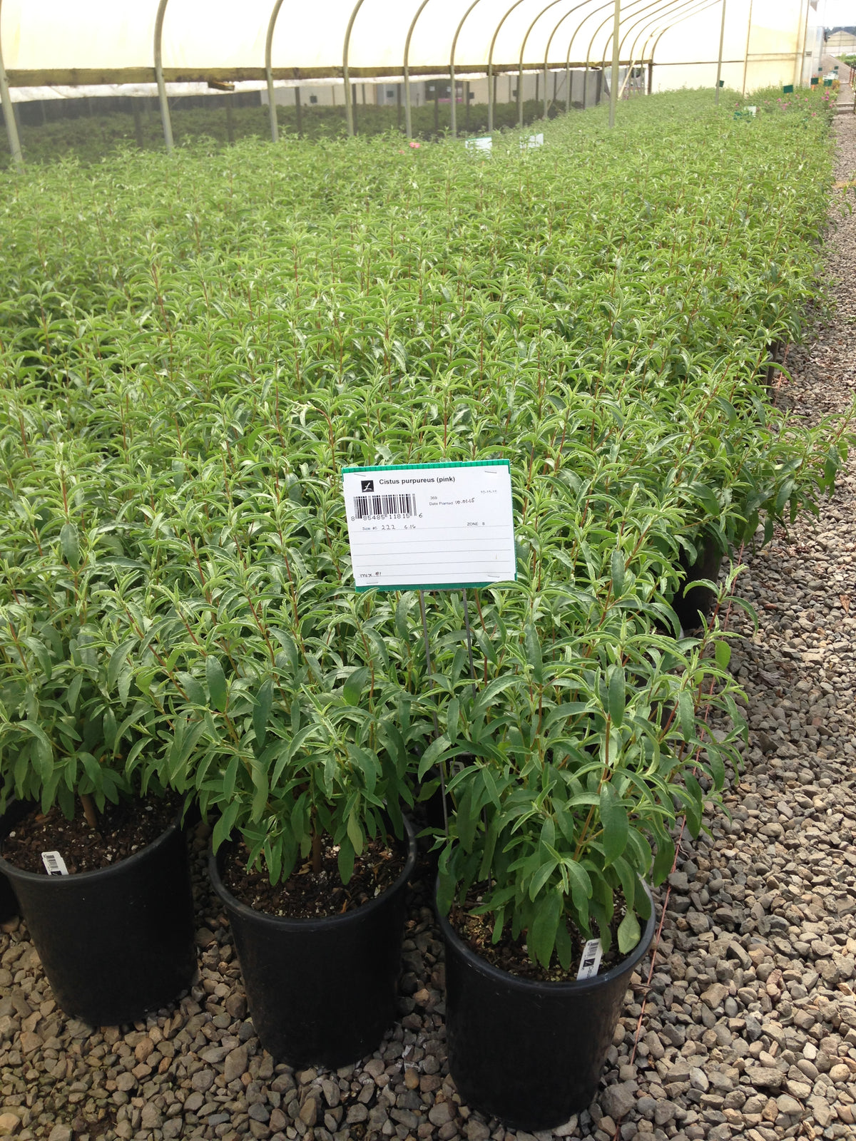 Cistus purpureus (pink)