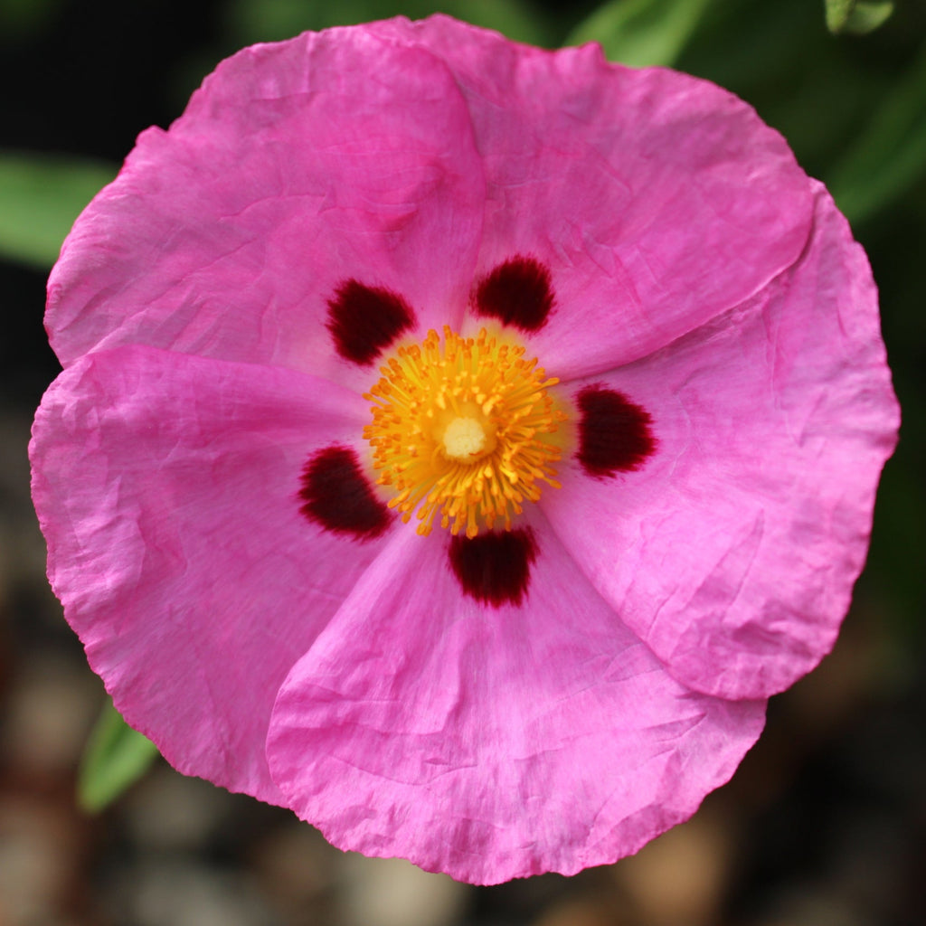Cistus purpureus (pink)