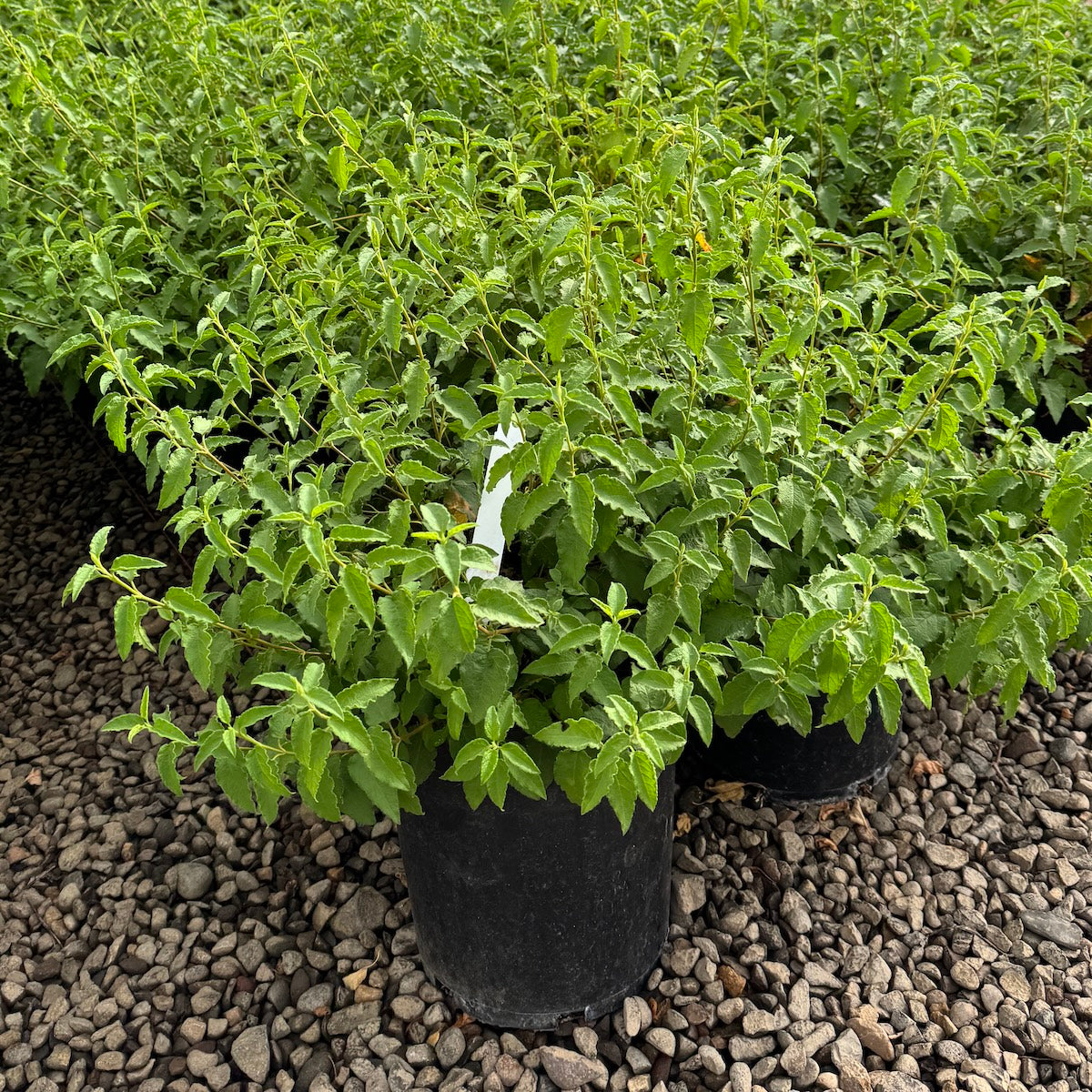 Cistus x 'Hybridus' (white)