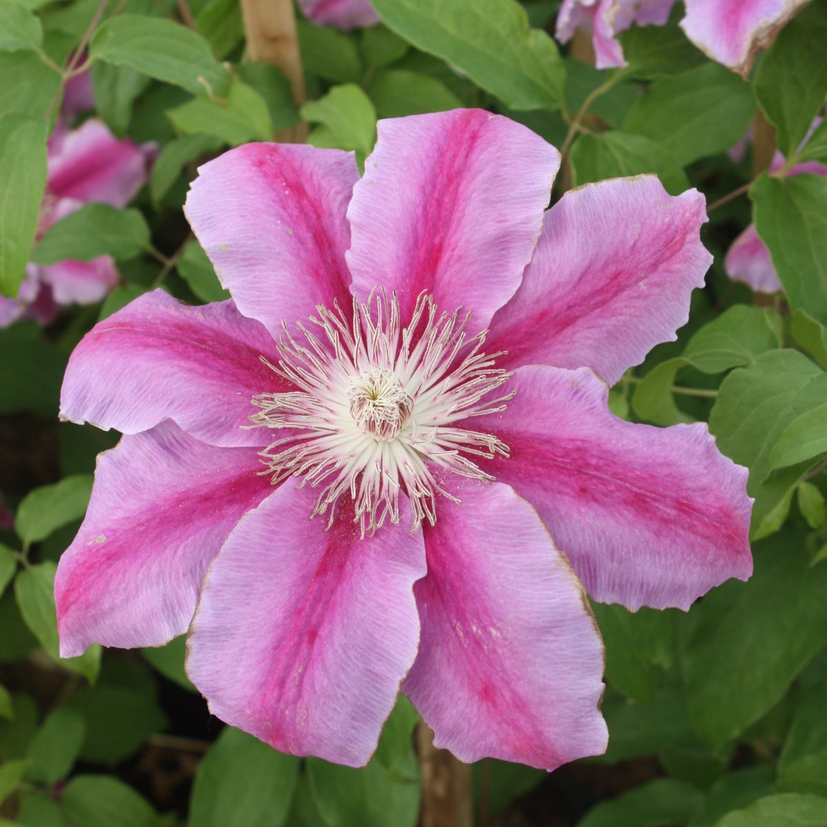 Clematis 'Dr. Ruppel' (pink)