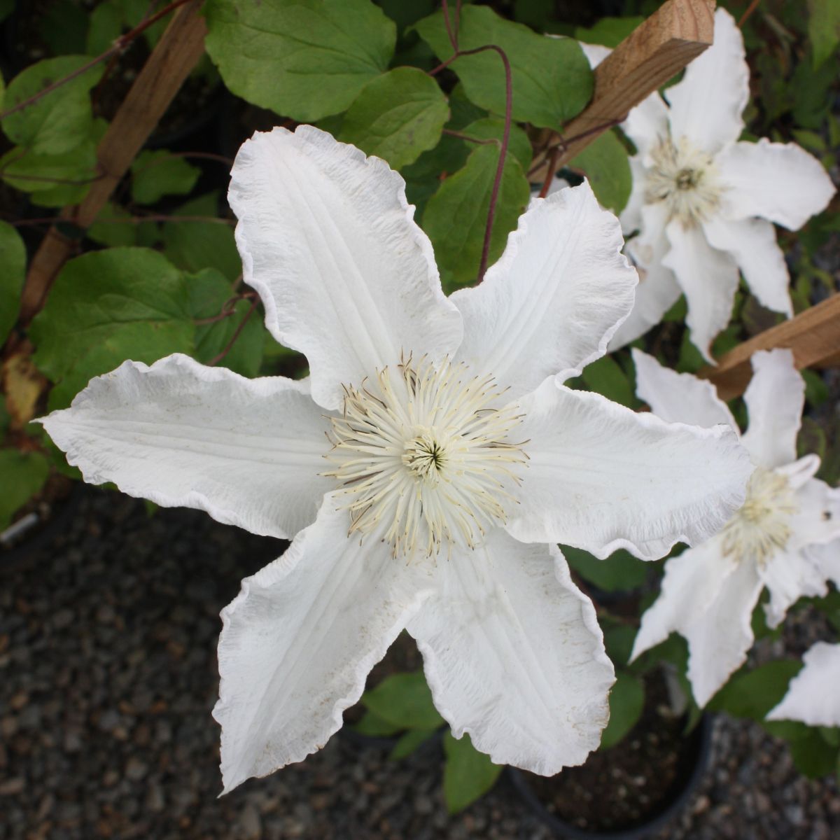 Clematis 'Gillian Blades' (white)