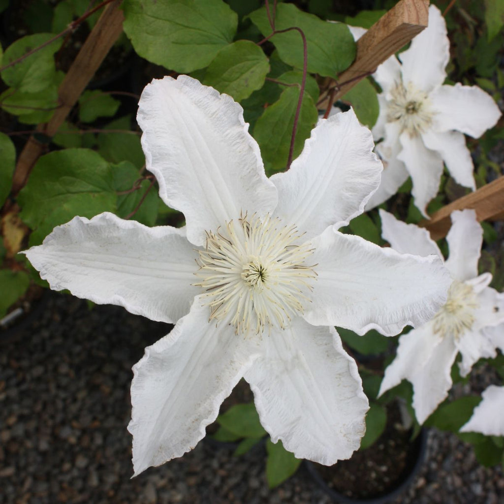 Clematis 'Gillian Blades' (white)