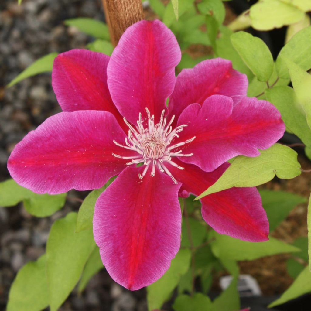 Clematis 'Kilian Donahue' (pink)