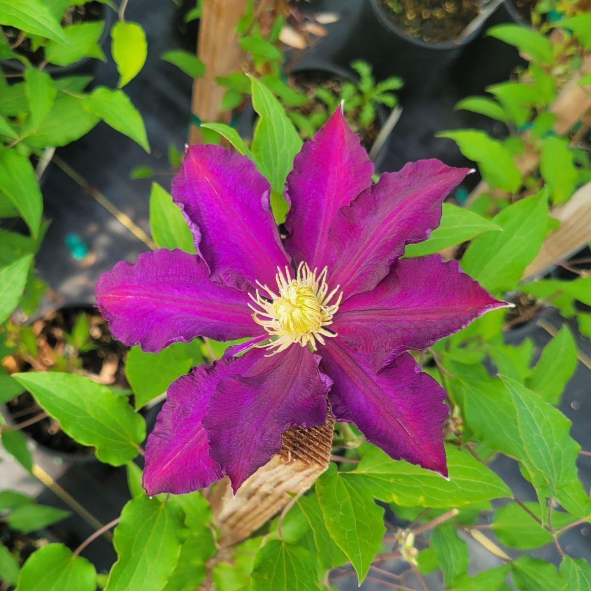 VINE Clematis 'The Vagabond' (purple)