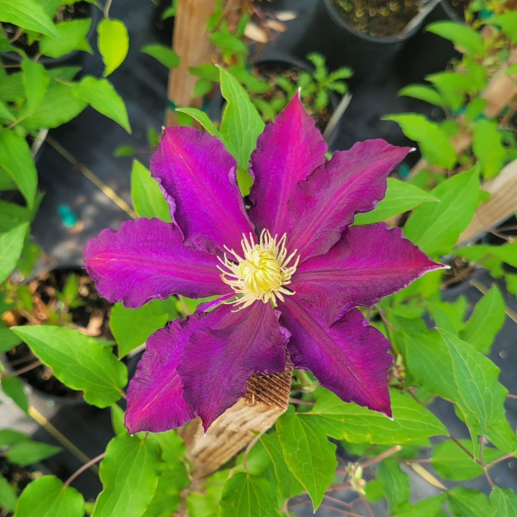 VINE Clematis 'The Vagabond' (purple)