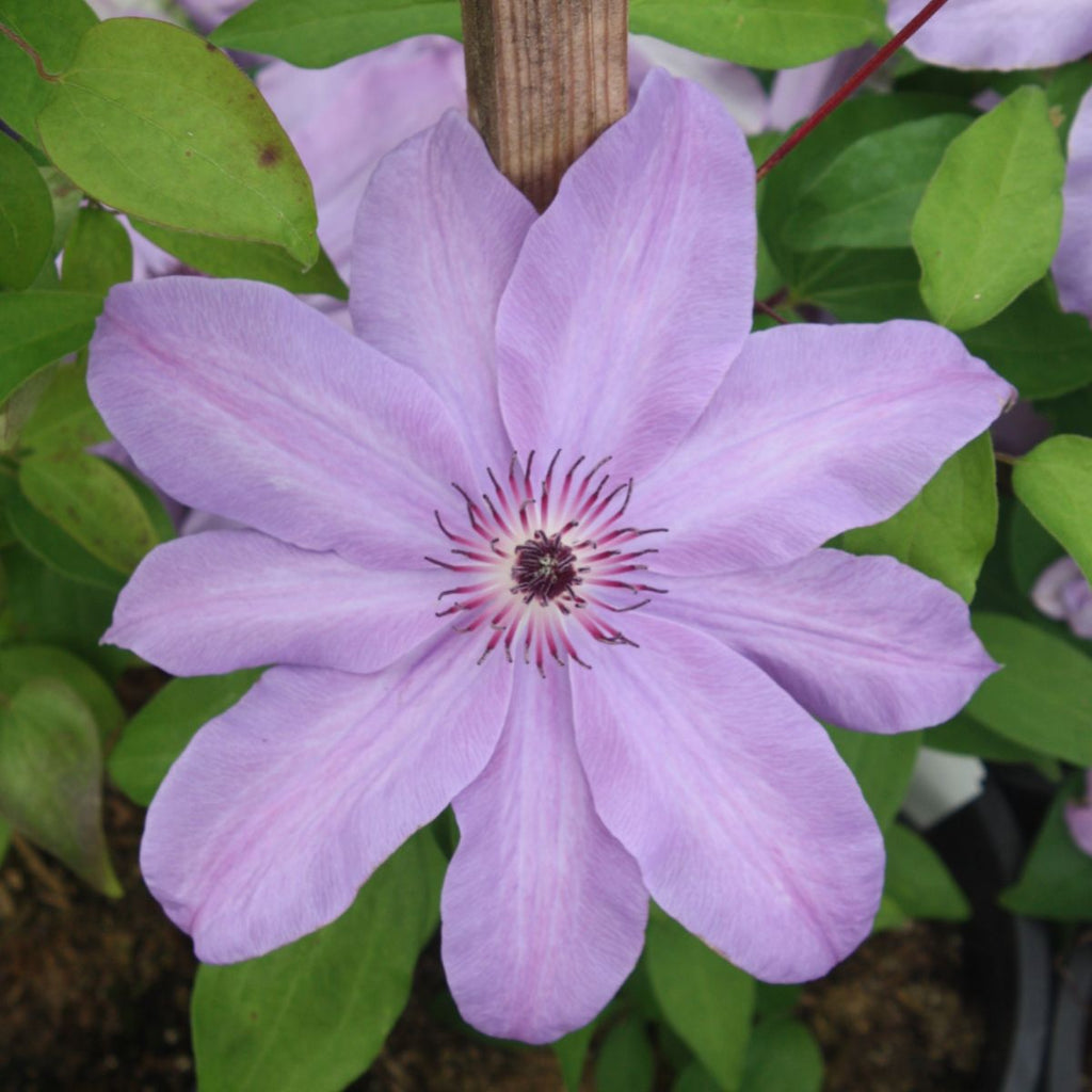 Clematis 'The First Lady' (light blue)
