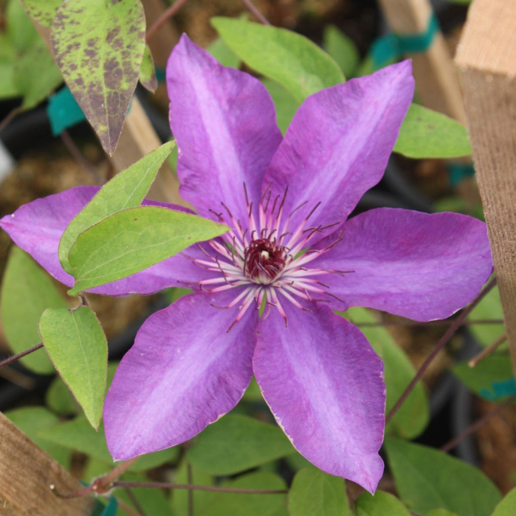 VINE Clematis 'The President' (purple)