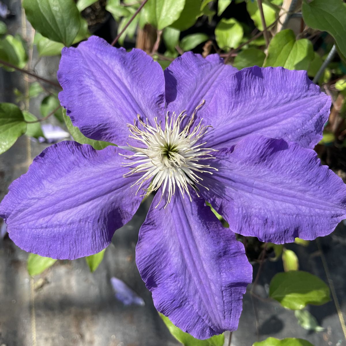 VINE Clematis 'Lasurstern' (blue)