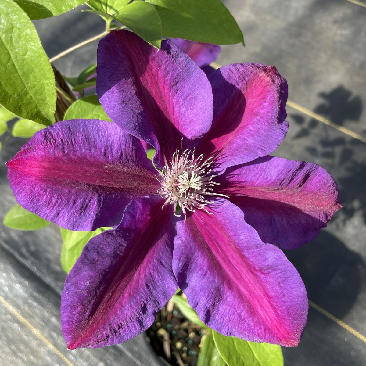 VINE Clematis 'Mrs. N Thompson' (purple-pink)