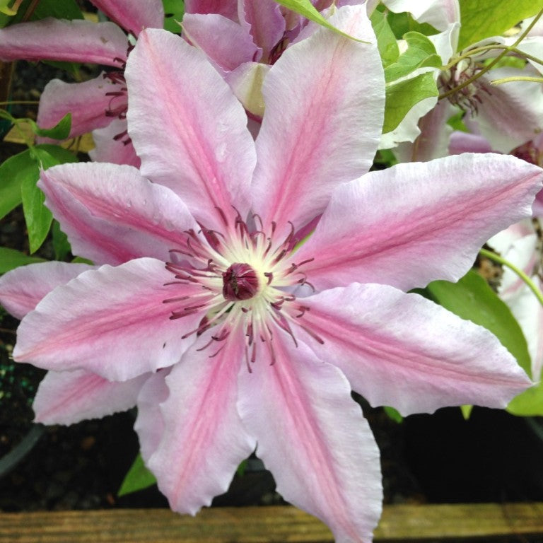 Clematis 'Nelly Moser' (pink)