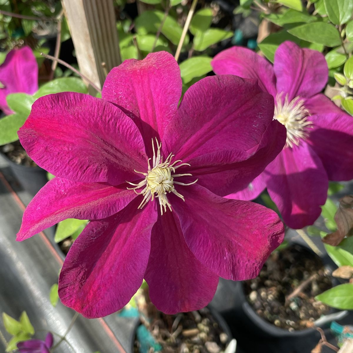 VINE Clematis 'Sunset' (red)