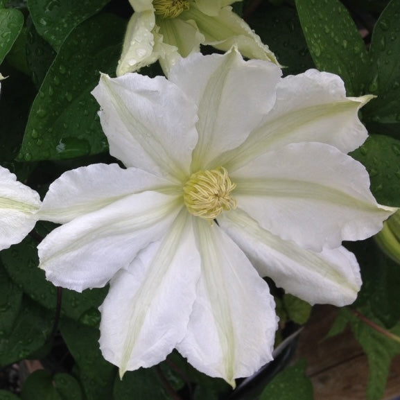 Clematis 'Toki' (white)