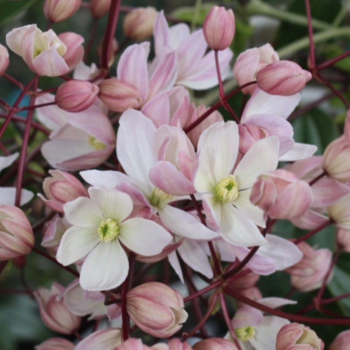 Clematis armandii 'Apple Blossom' (pink)