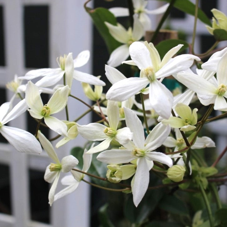 VINE Clematis armandii 'Snowdrift' (white)