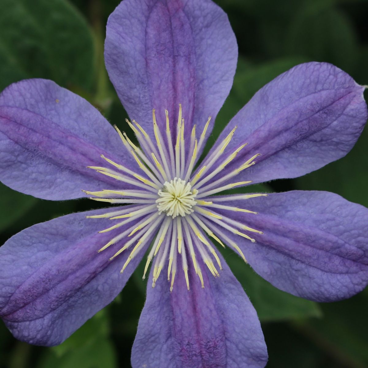 Clematis int. 'Arabella' (blue)