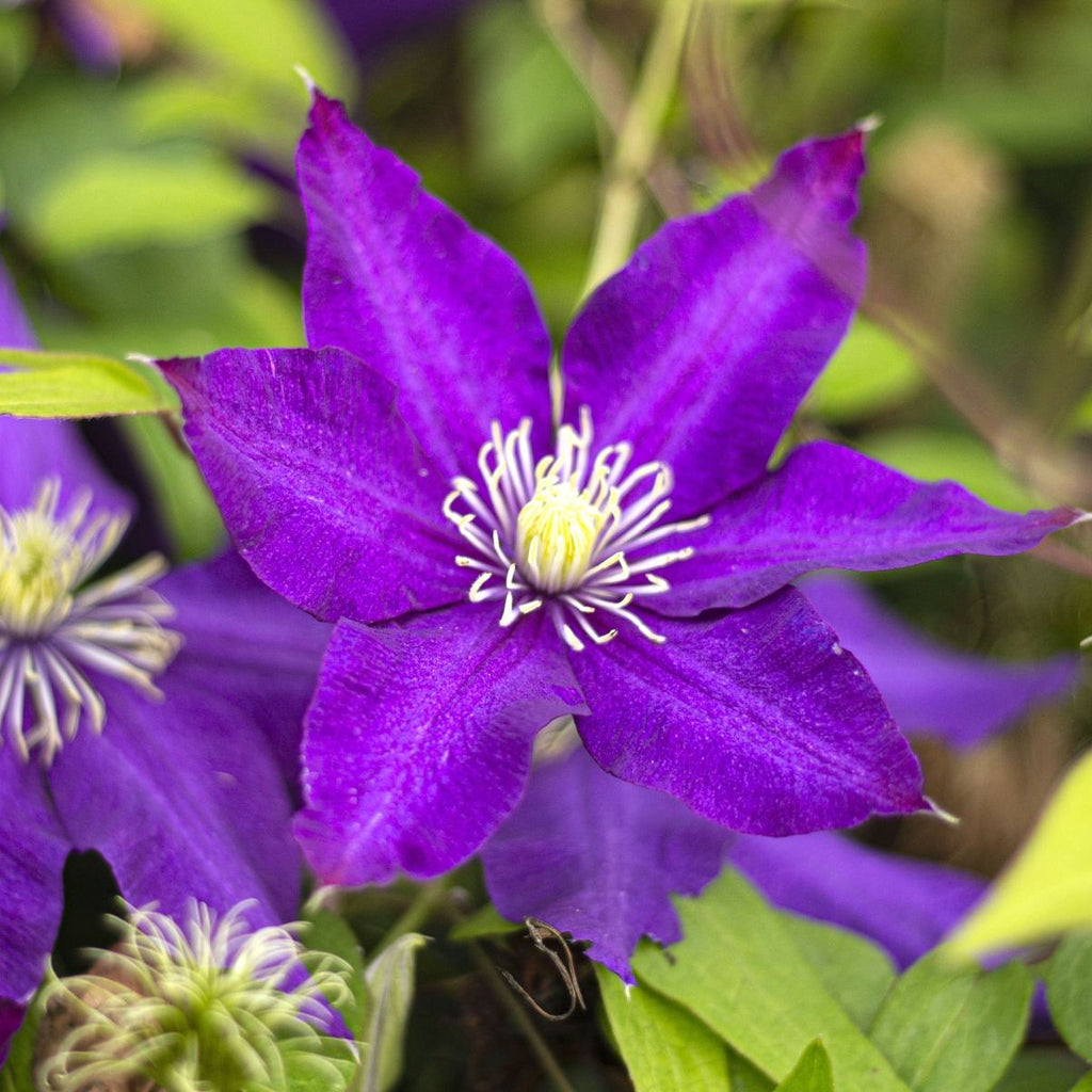 Clematis x 'Daniel Deronda' (purple blue)