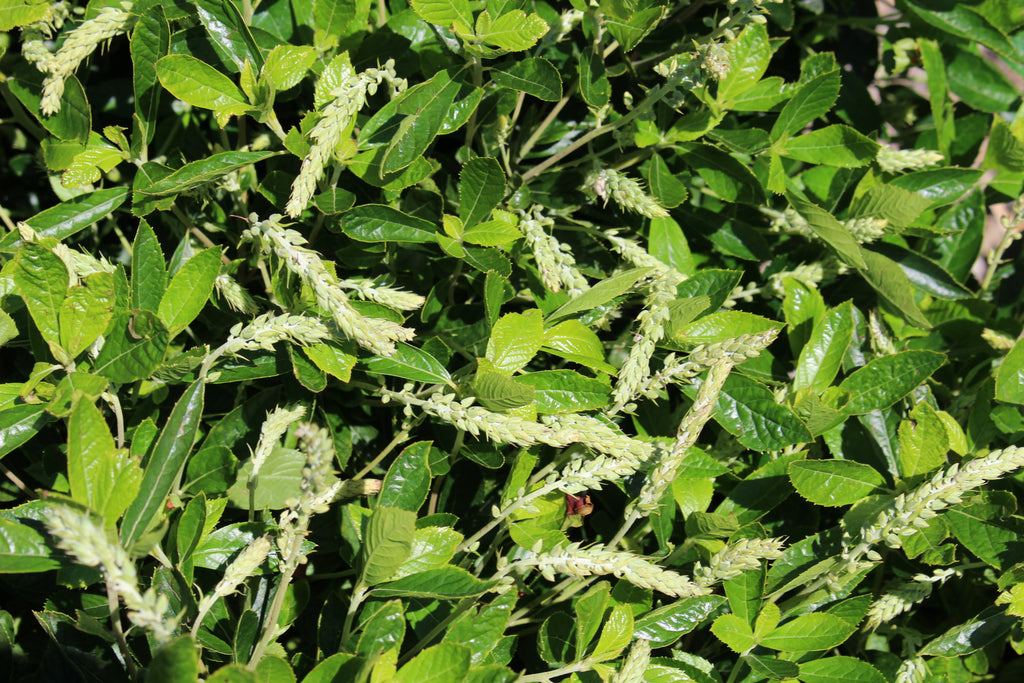 Clethra a. 'Hummingbird'