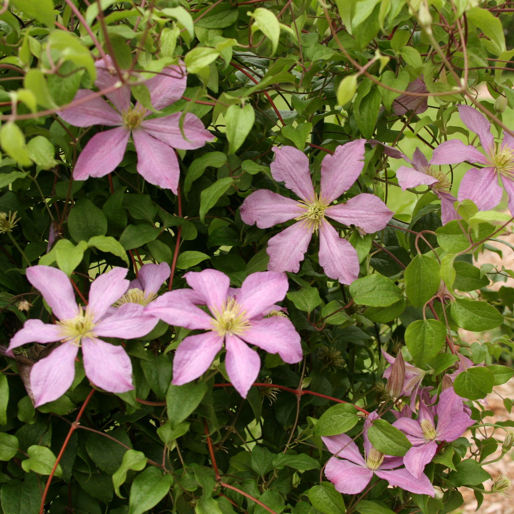 Clematis 'Comtesse de Bouchard' (pink)