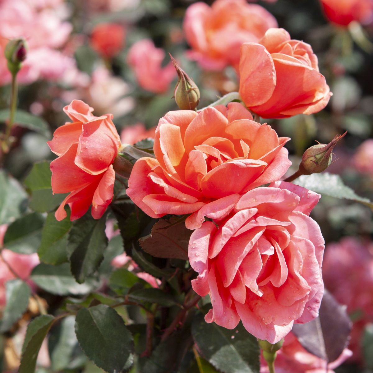 Rosa sb. CORAL KNOCK OUT® PP19803 (coral)