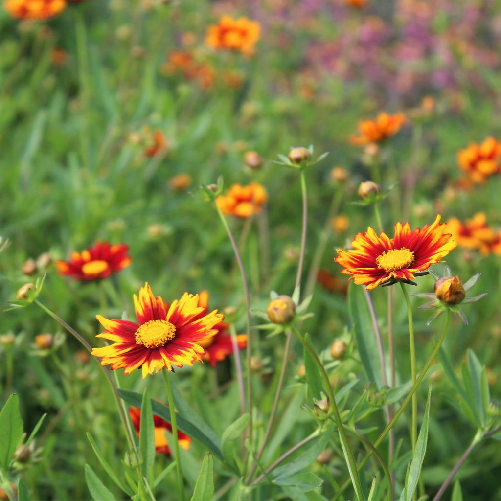 Coreopsis BIG BANG™ 'Sun Splash' PP27637 (red/yellow)