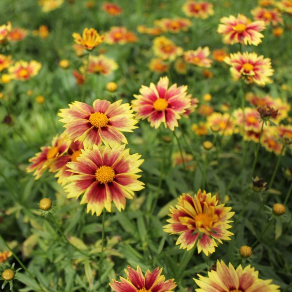 Coreopsis LI'L BANG™ 'Enchanted Eve' (yellow/red)