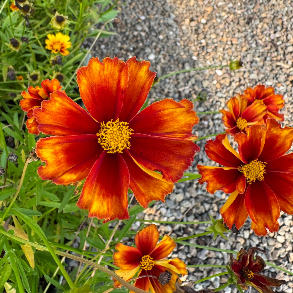 Coreopsis Li'l Bang™ 'Firewheel'