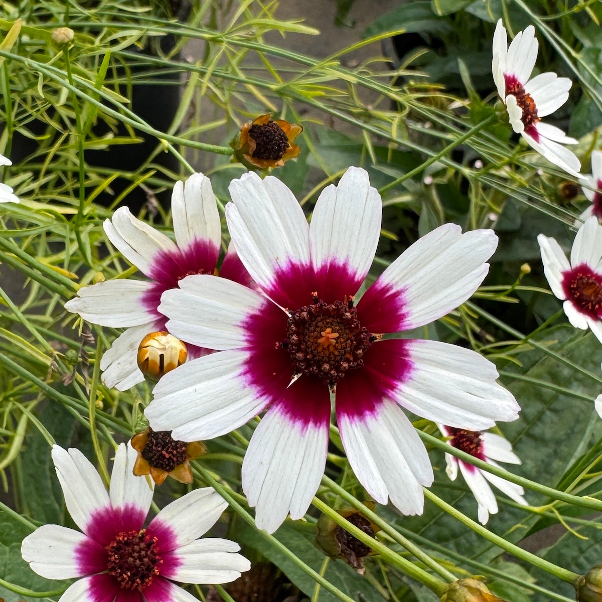 Coreopsis SATIN & LACE™ Ice Wine