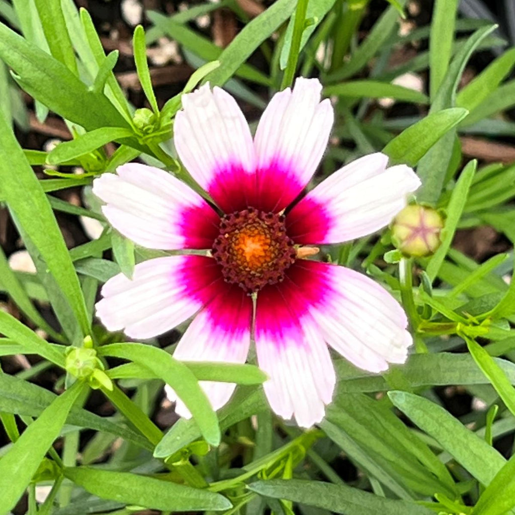 Coreopsis SATIN & LACE™ Ice Wine