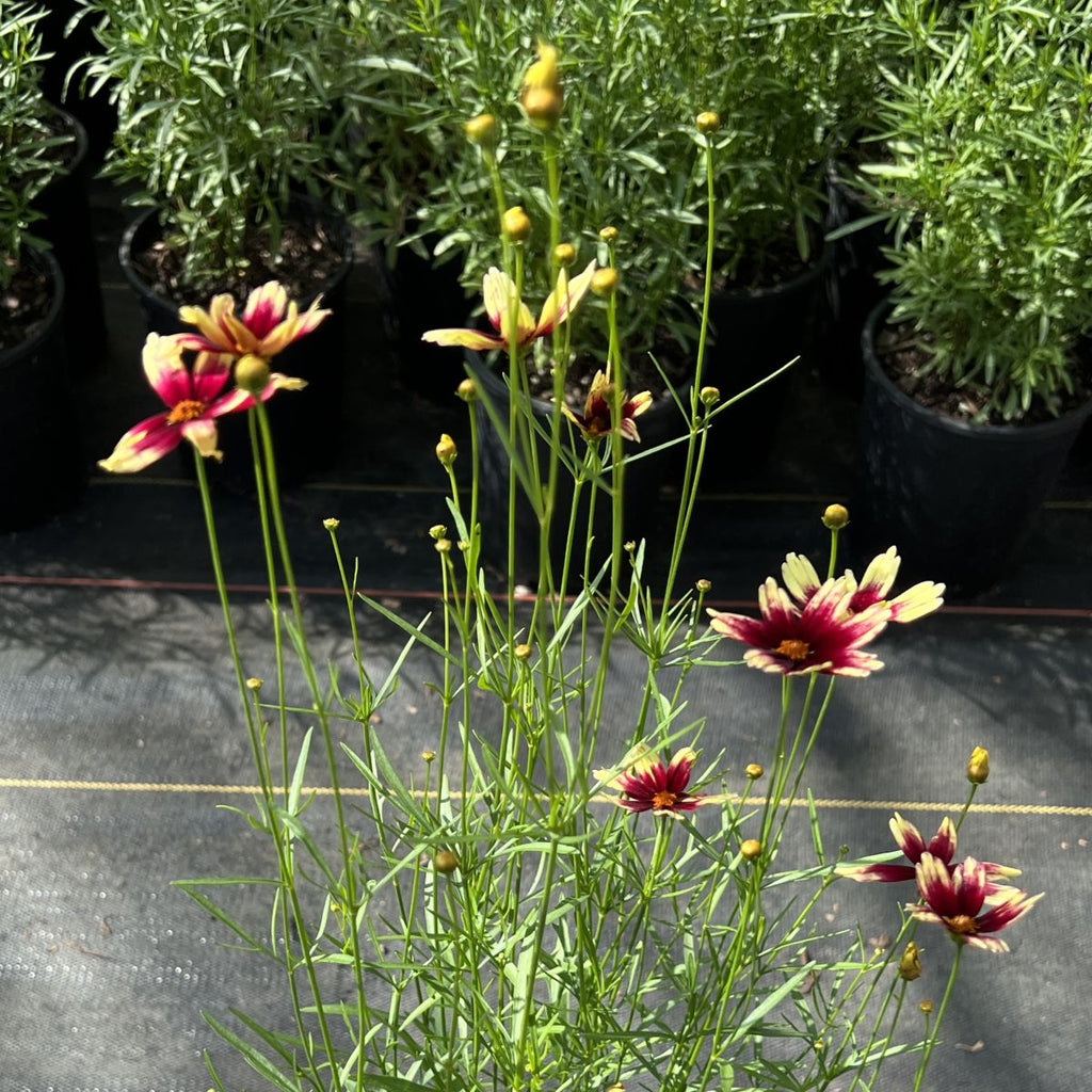 Coreopsis SATIN & LACE™ RED CHIFFON™ PP27528 (red/yellow)