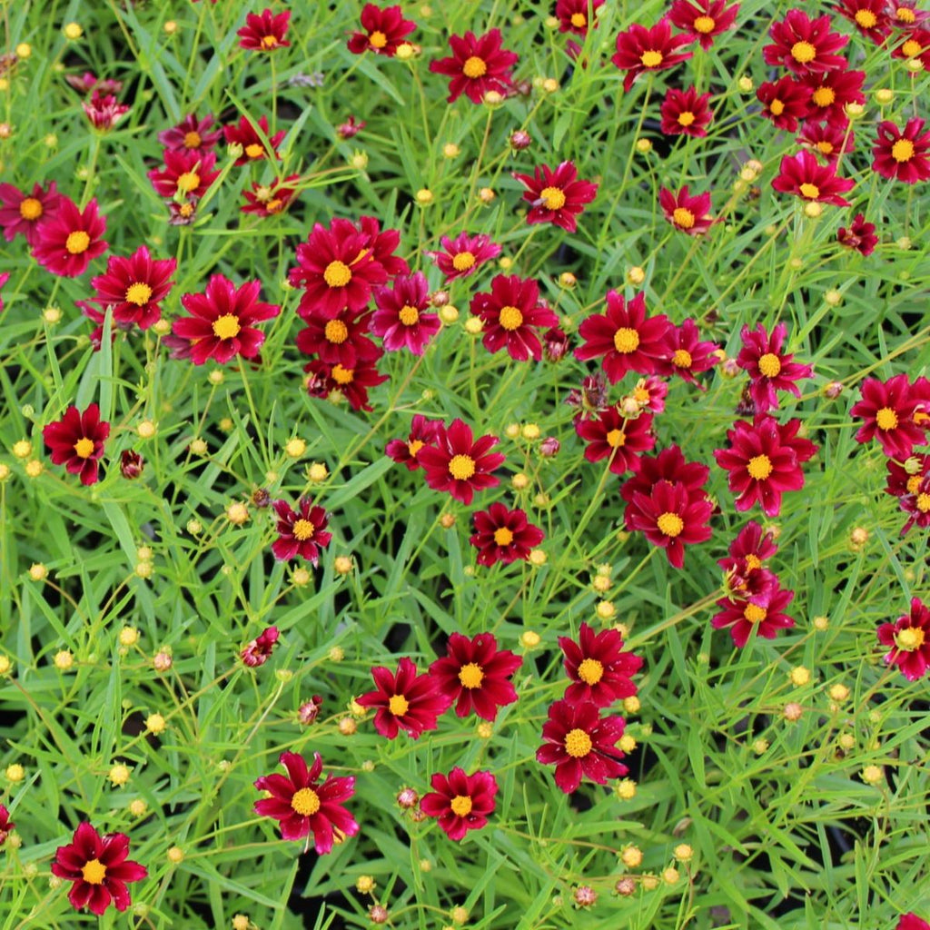 Coreopsis BIG BANG™ 'Mercury Rising' PP24689 (red)