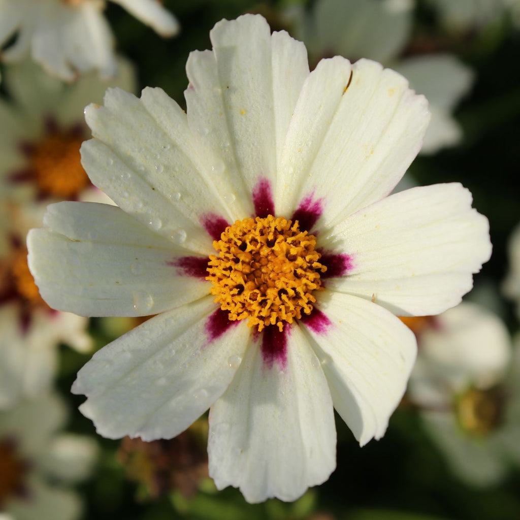 Coreopsis BIG BANG™ 'Star Cluster' PP23035 (red/white)
