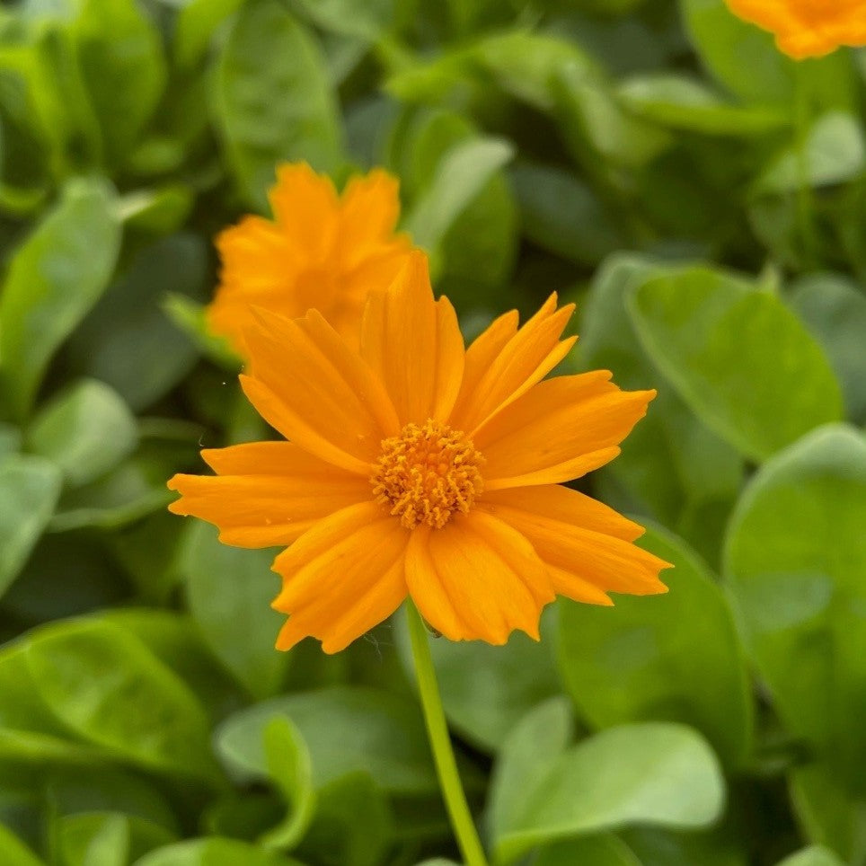 Coreopsis auriculata 'Nana' (yellow)