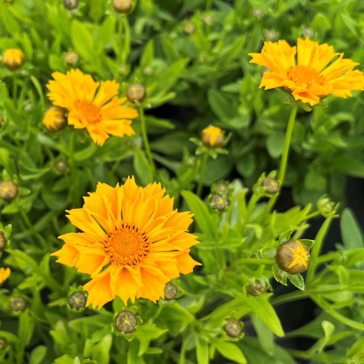 Coreopsis g. 'Jethro Tull' PP18789 (double gold)