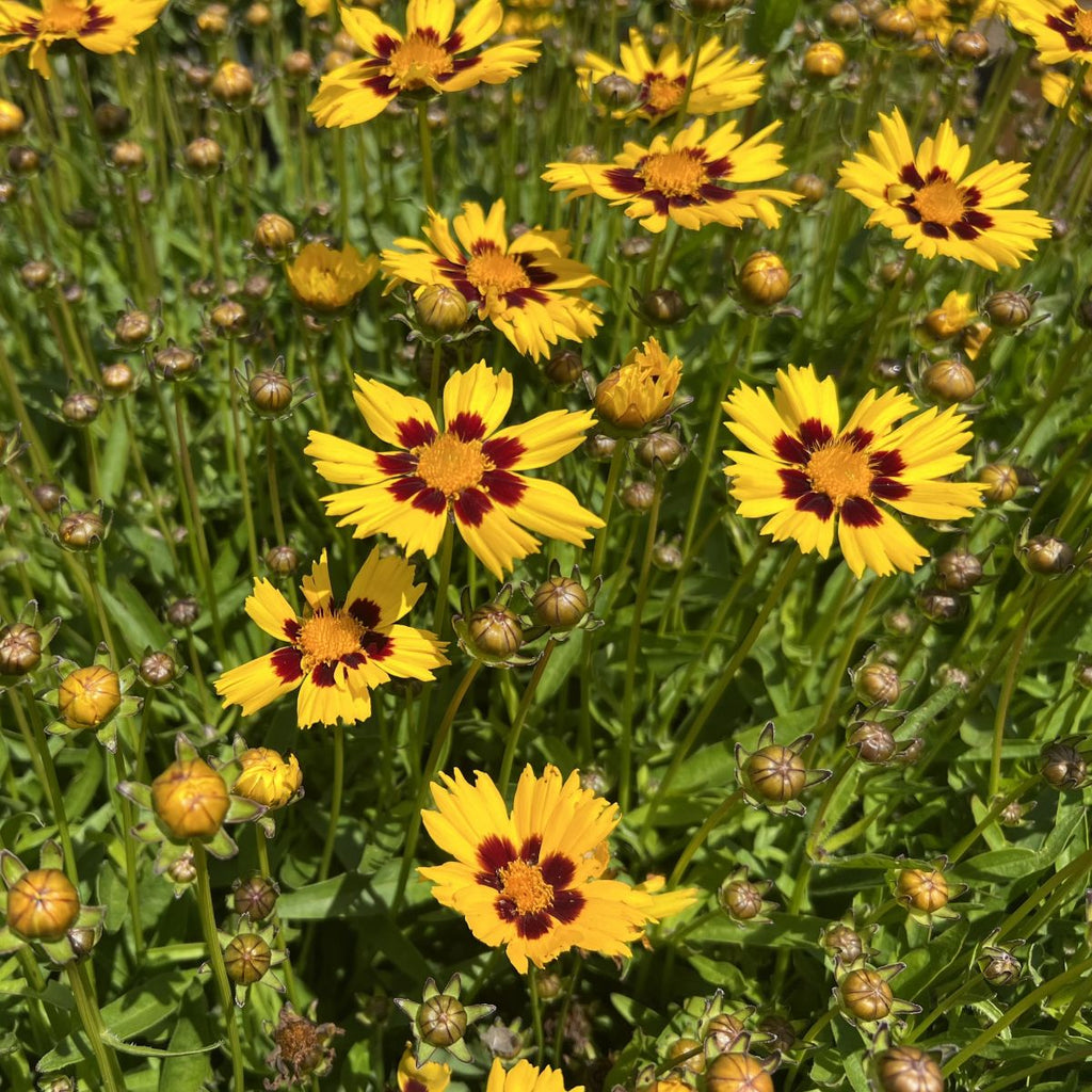Coreopsis g. 'SunKiss'
