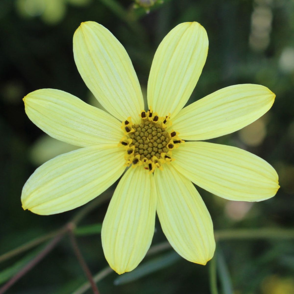 Coreopsis v. 'Moonbeam' (yellow)