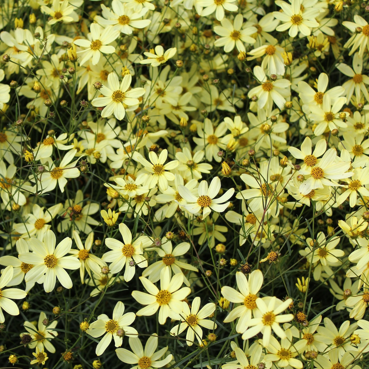 Coreopsis v. 'Moonbeam' (yellow)