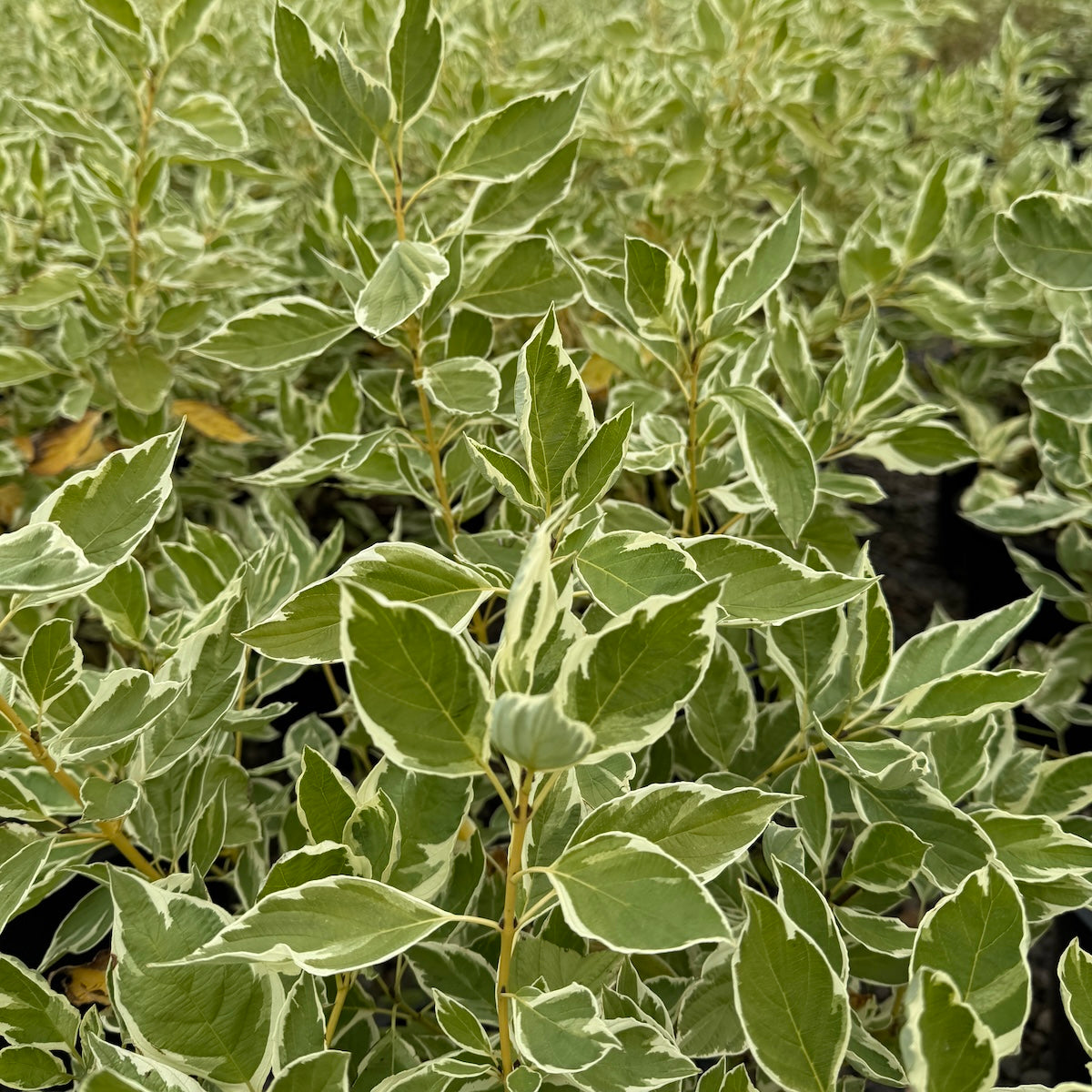 Cornus alba 'Creme de Mint™'