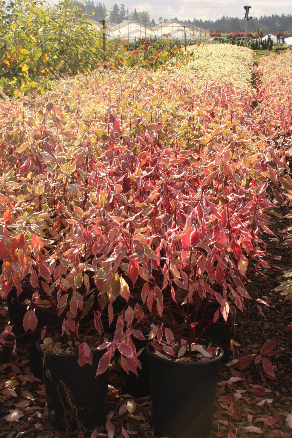 Cornus, shrub, alba 'Elegantissima'