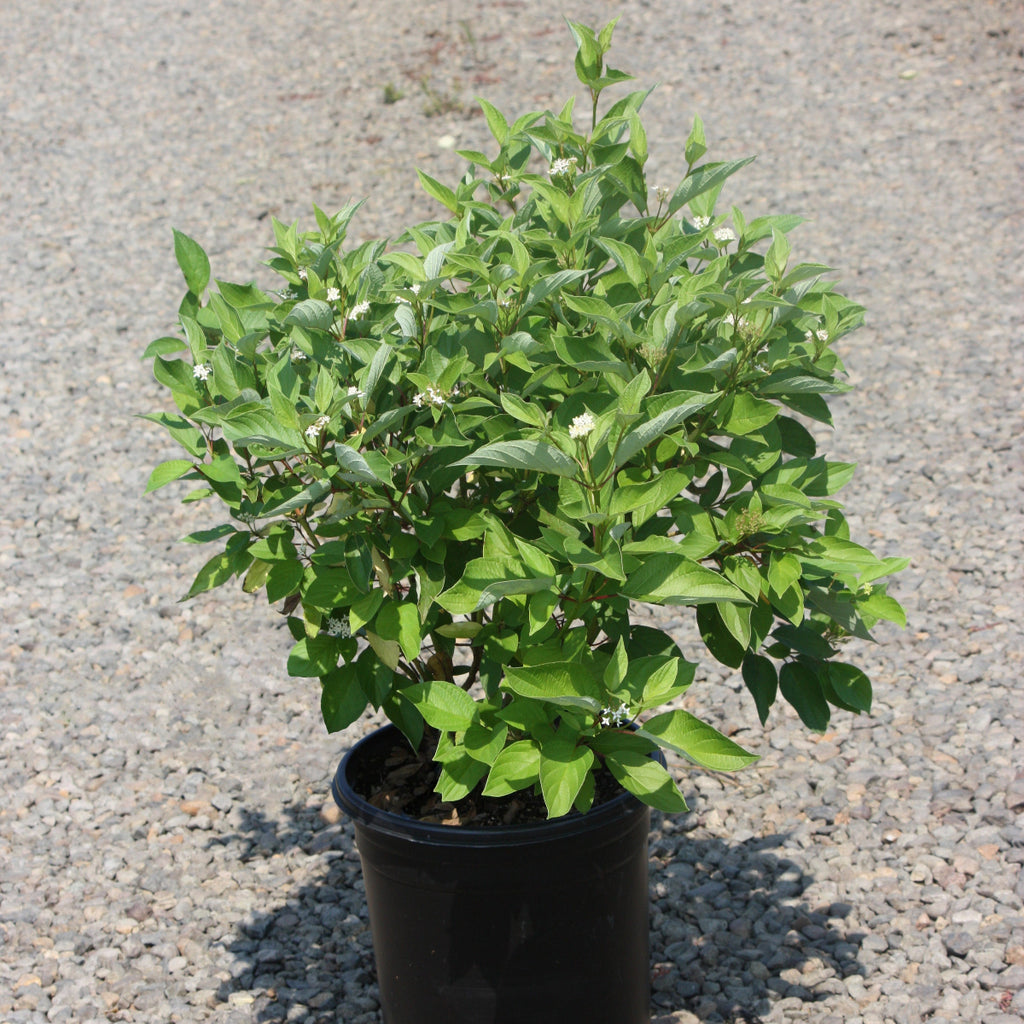 Cornus, shrub, sericea 'Isanti'
