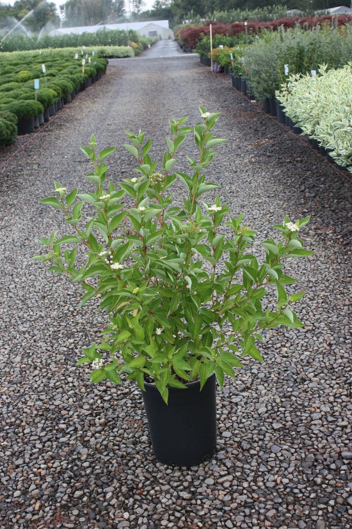 Cornus, shrub, sericea 'Isanti'