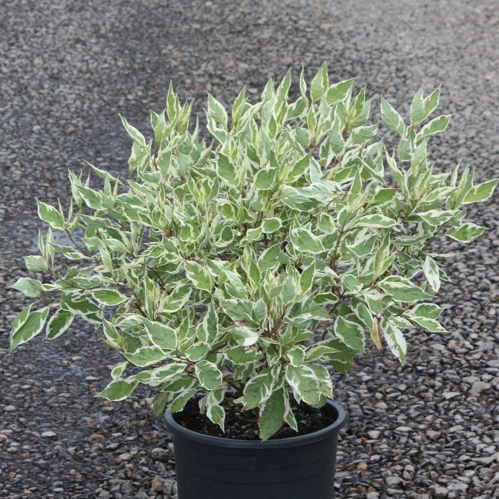 Cornus alba 'Ivory Halo'® PP8722