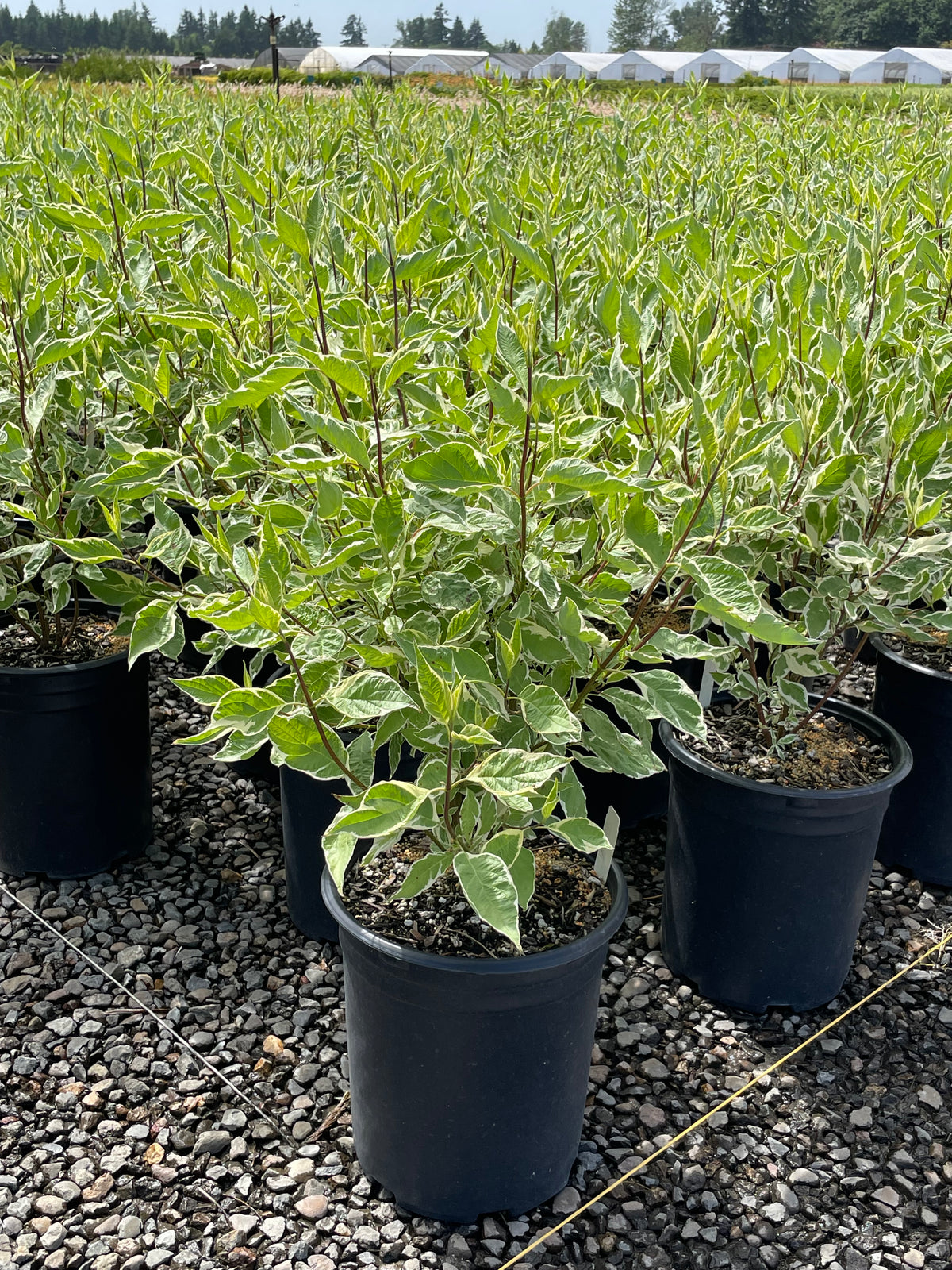 Cornus, shrub, alba 'Elegantissima'