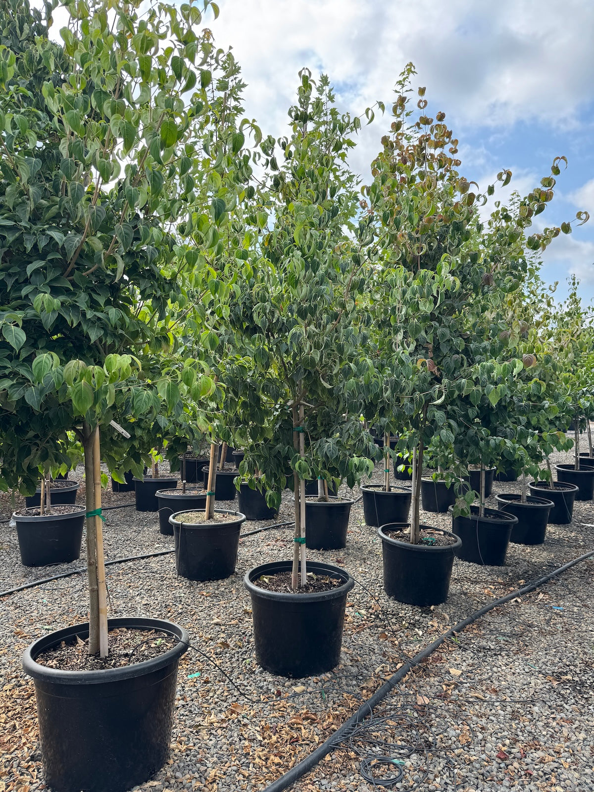 Cornus k. chinensis (white) Tree Form (CG) #25.JPG