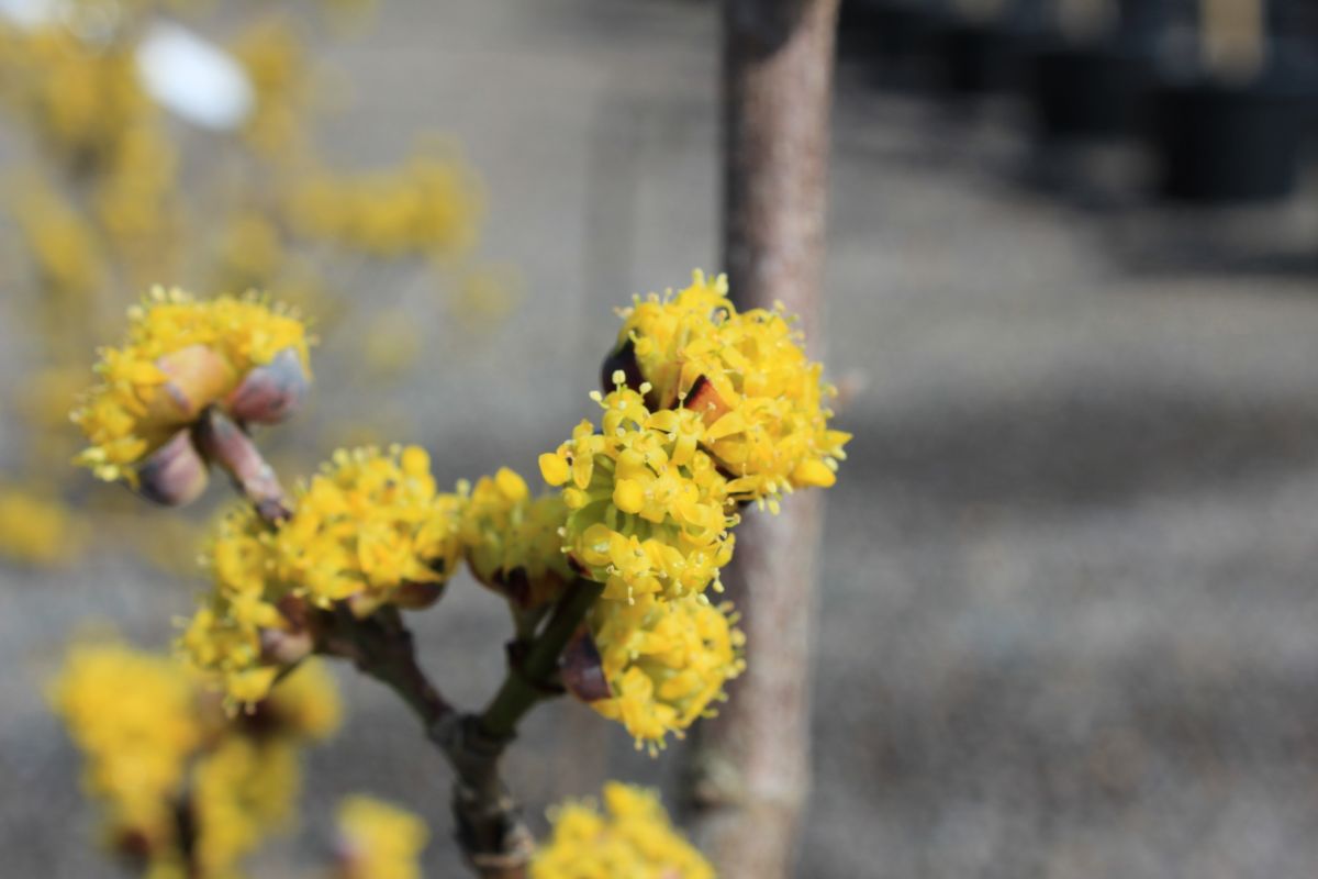 Cornus mas 'Golden Glory' (yellow)