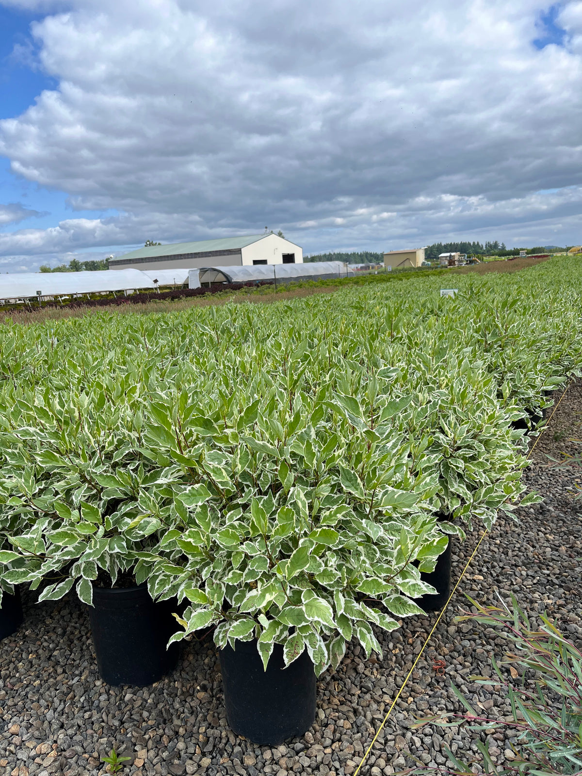 Cornus alba 'Ivory Halo'® PP8722